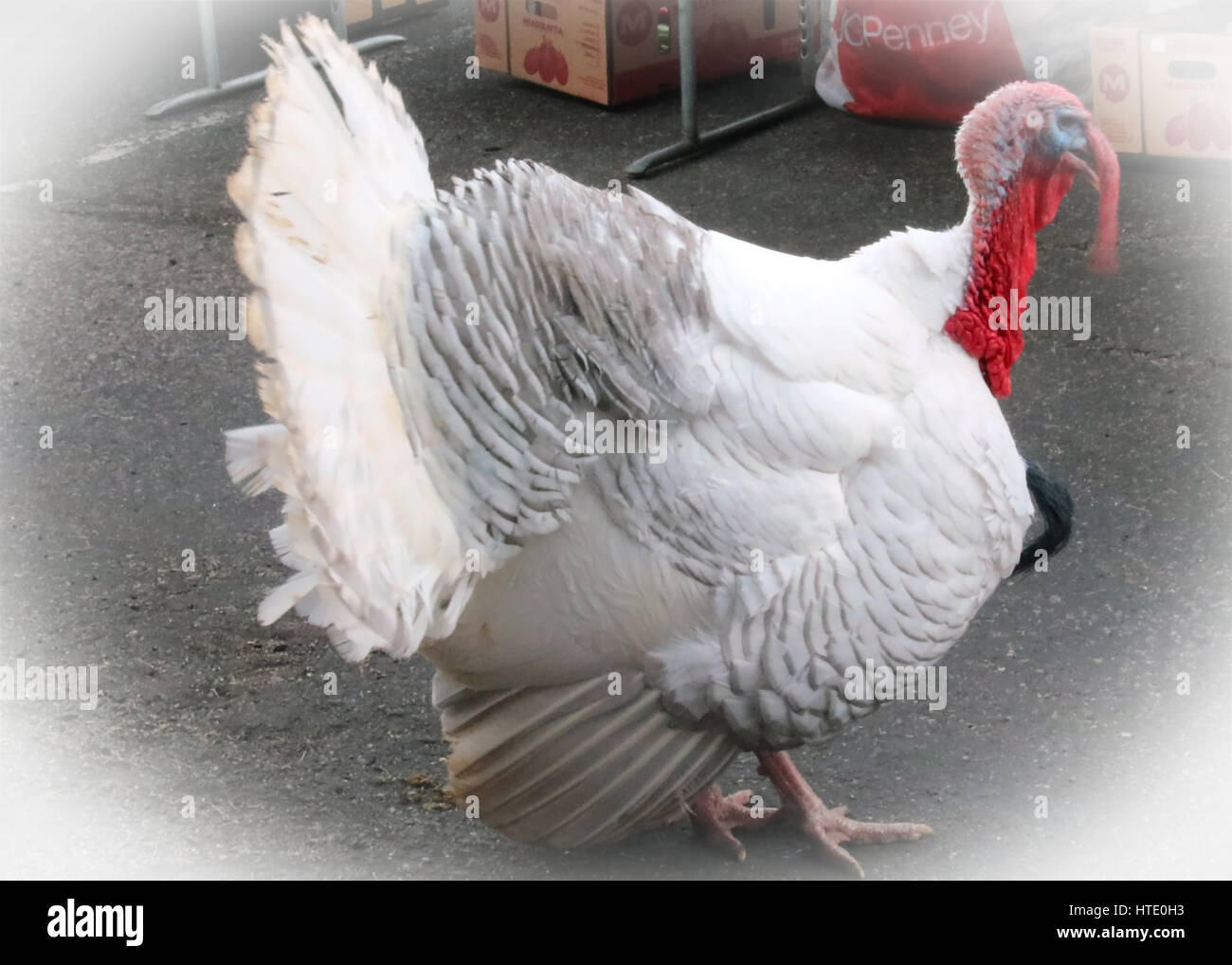 It is gobble gobble time Stock Photo