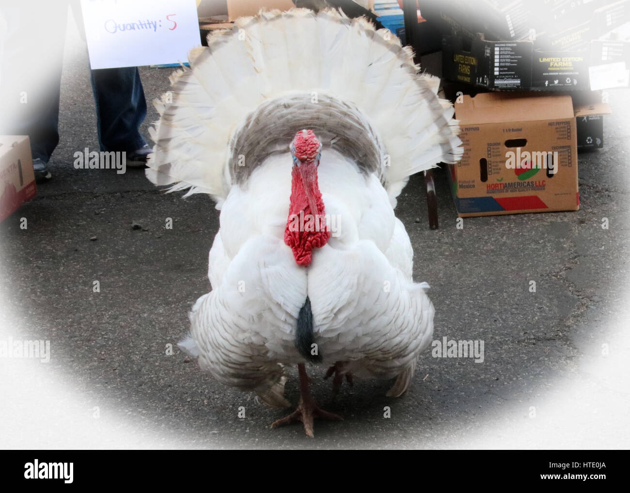 Head on face to face with Mr. Turkey Stock Photo