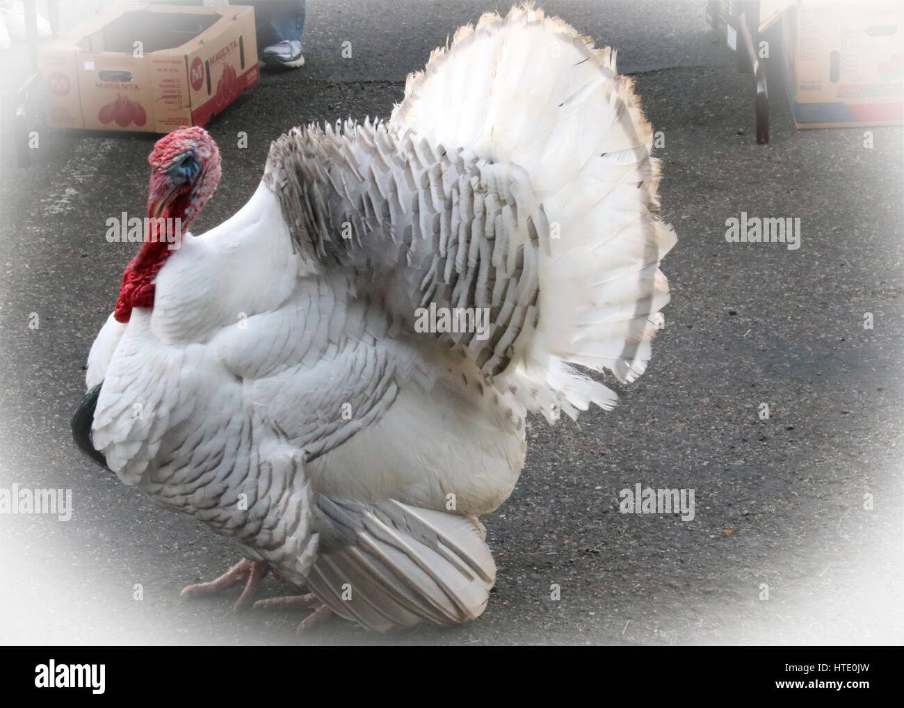 large white turkey making friends Stock Photo