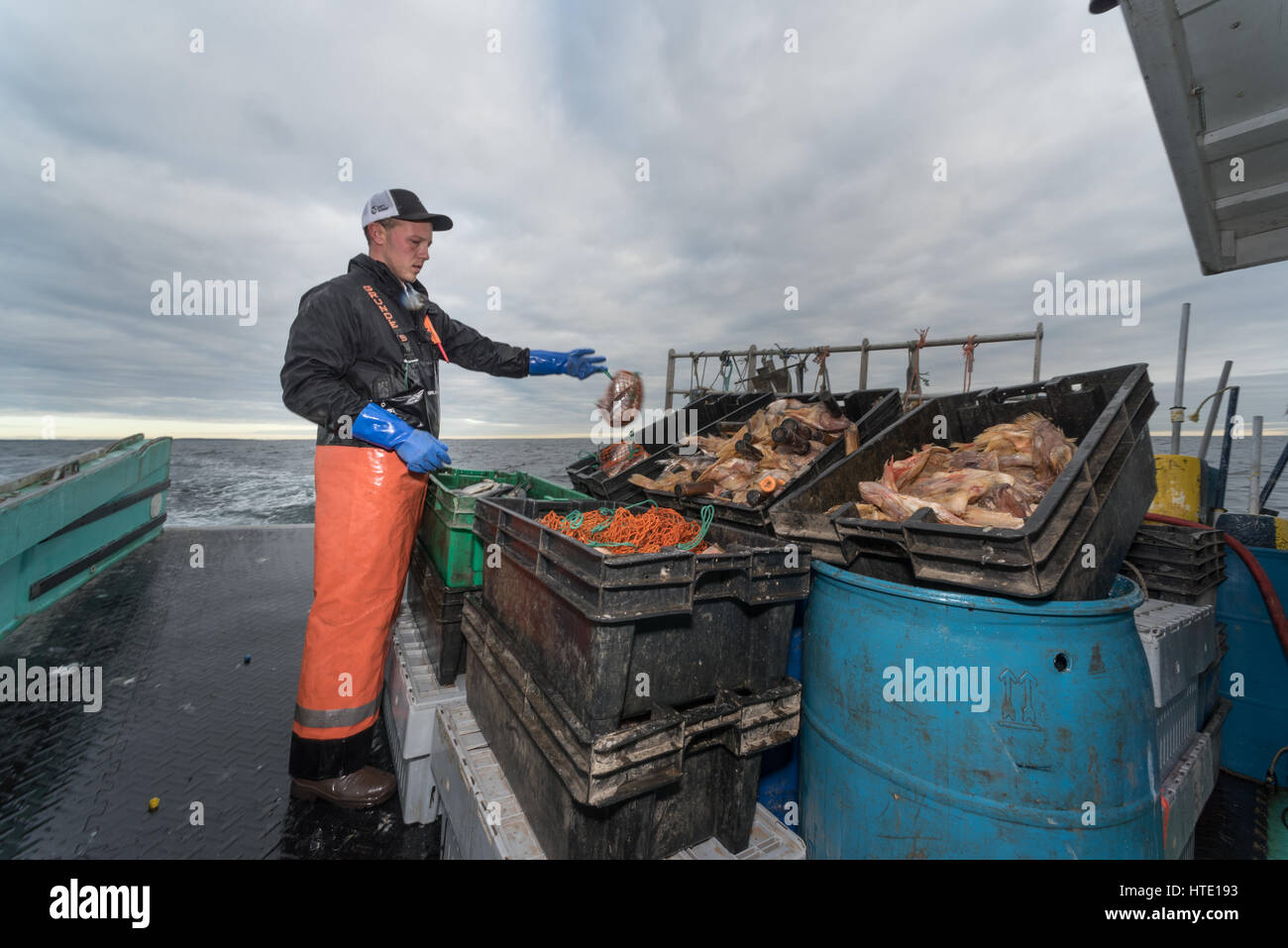 Sternman stuffs herring into bait bags for lobster traps Stock Photo