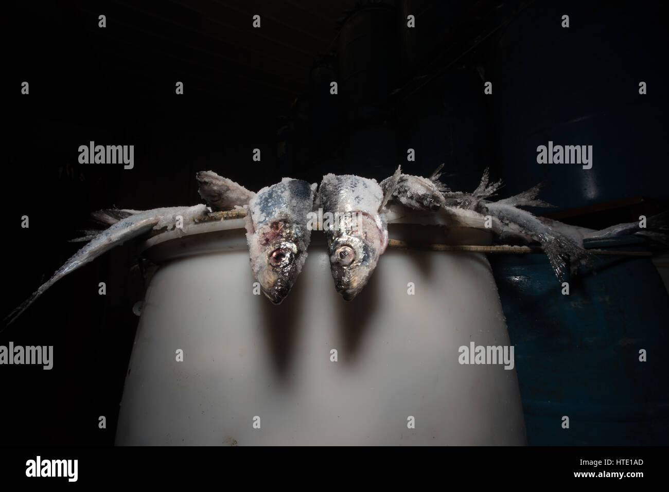 Lobster Bait High Resolution Stock Photography and Images Alamy