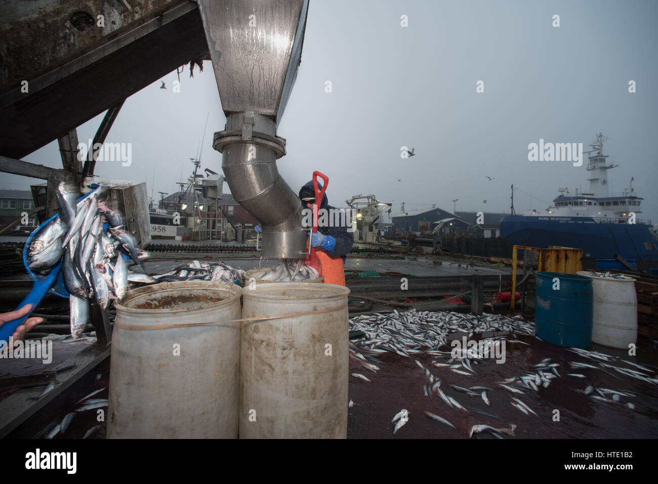 Lobster bait barrels being filled with salted herring (Clupea harengus