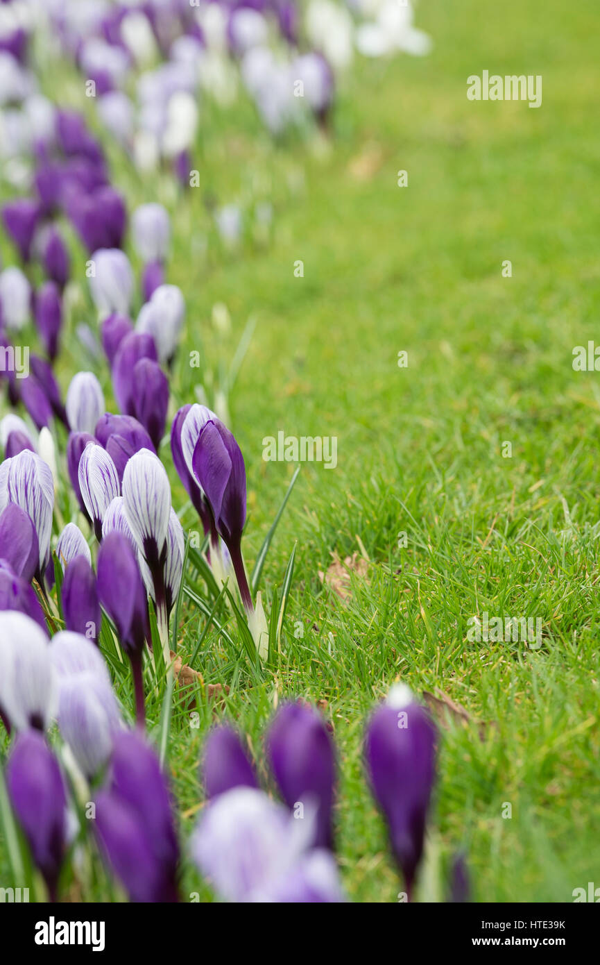 March flowers hires stock photography and images Alamy