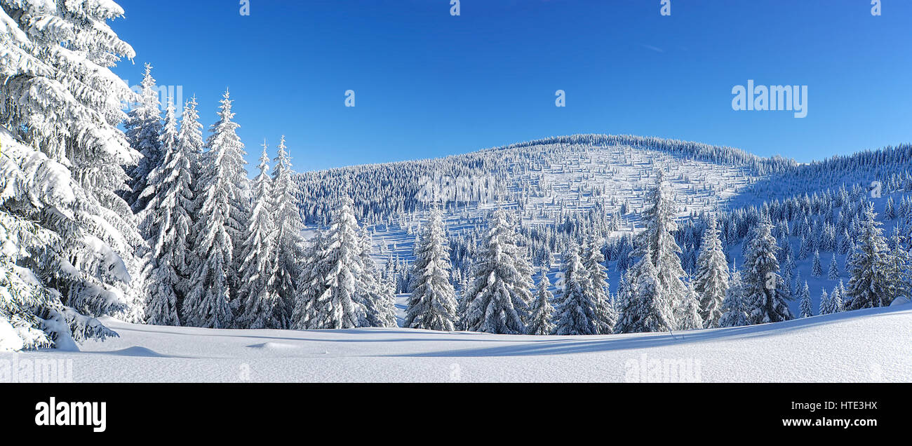 winter pine forest panorama Stock Photo - Alamy
