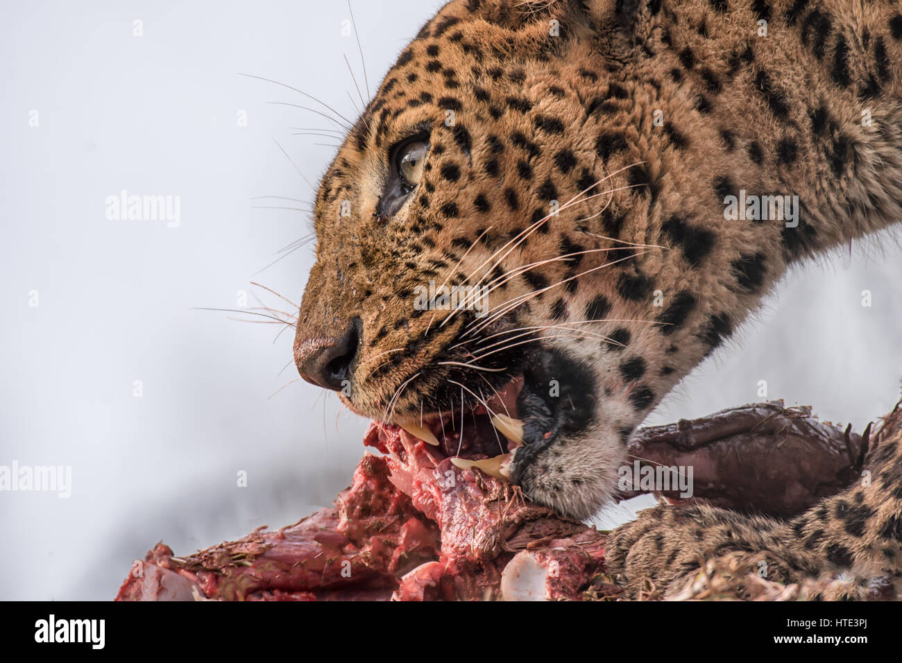Jaguar feeding hi-res stock photography and images - Alamy