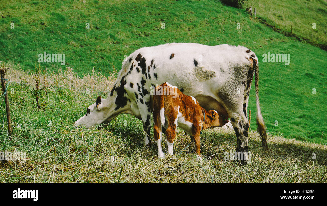 A baby cow feeding from their mother Stock Photo Alamy