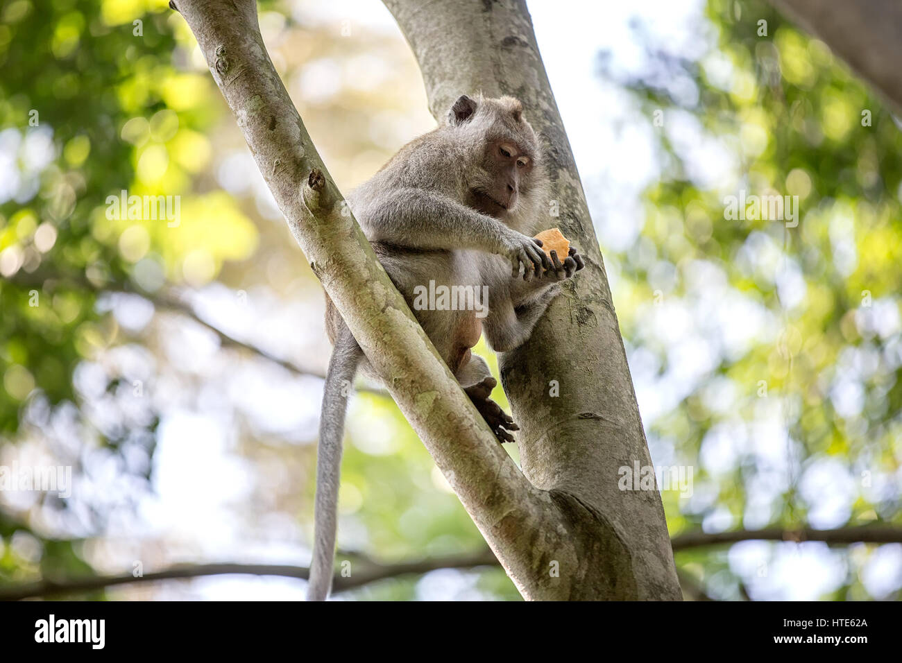 Long-tailed monkey on tree sitting on a branch and eating in the rainy forest Stock Photo