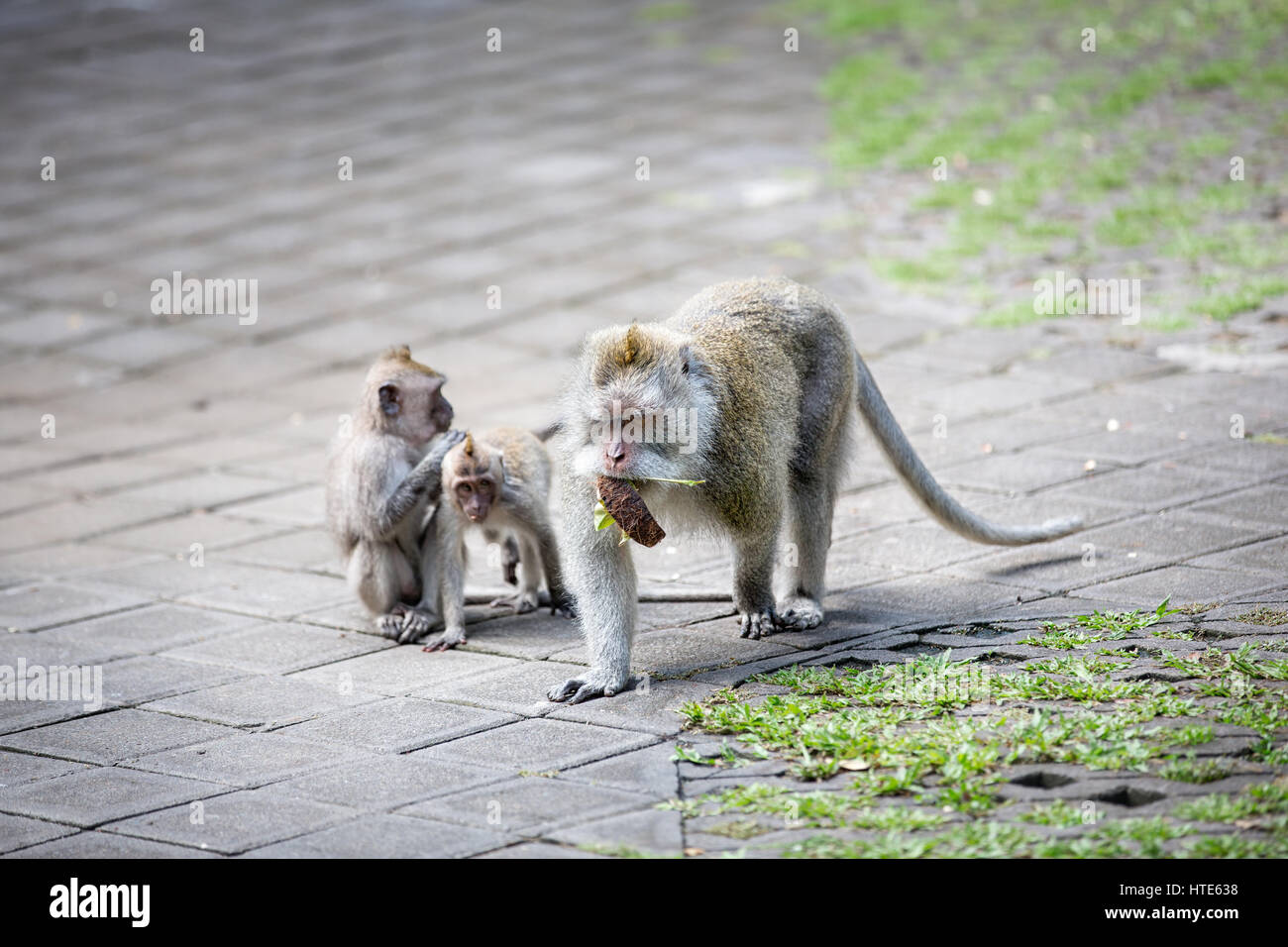monkey mother with her children, forest in Ubud, Bali Stock Photo
