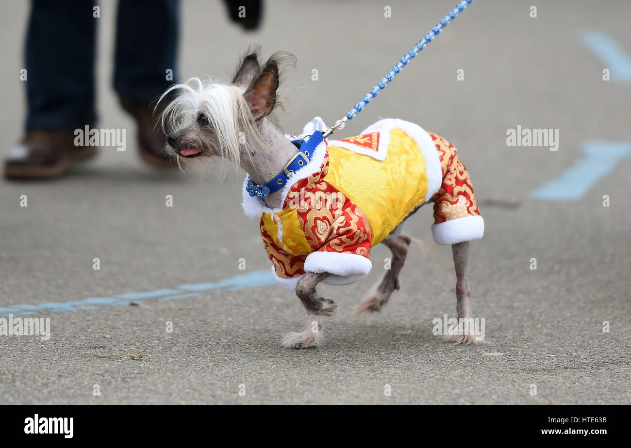 A Chinese crested dog arrives for day two of Crufts 2017 at the NEC in Birmingham. Stock Photo