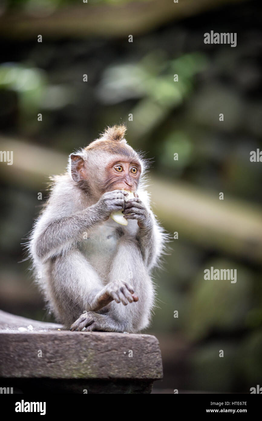 Long-tailed Macaque Monkey sitting on stone Stock Photo