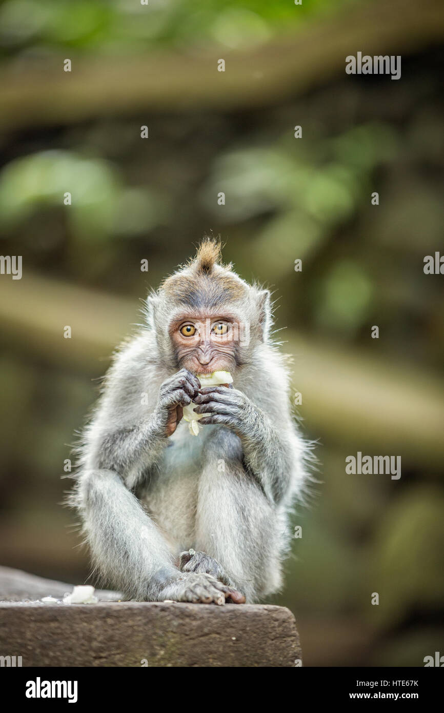 Cute Long-tailed Macaque Monkey eating Stock Photo