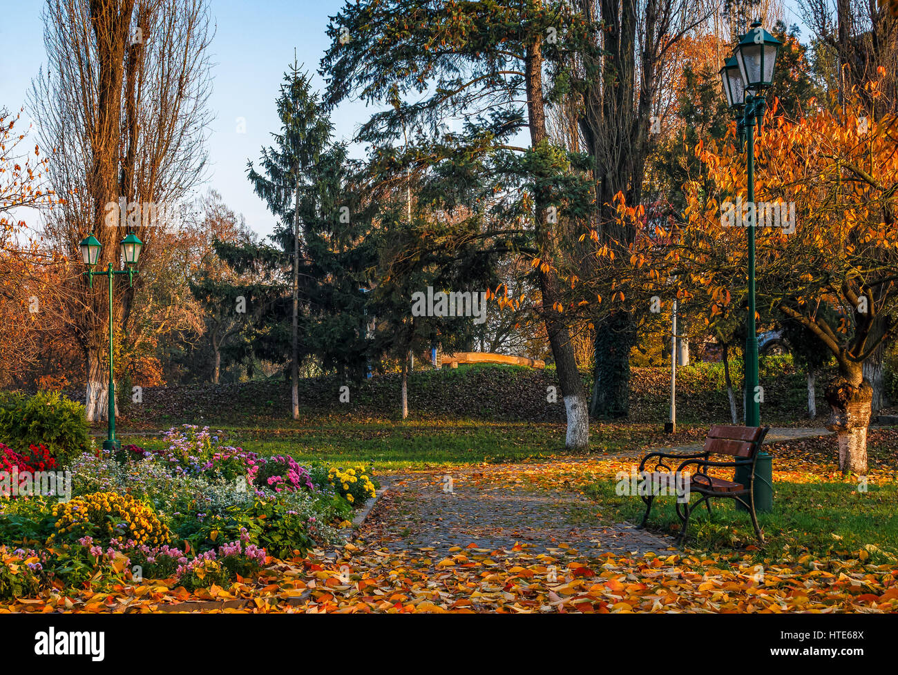 beautiful autumn background. flower blosson among yellow foliage. romantic city park with bench and lanterns at sunrise Stock Photo