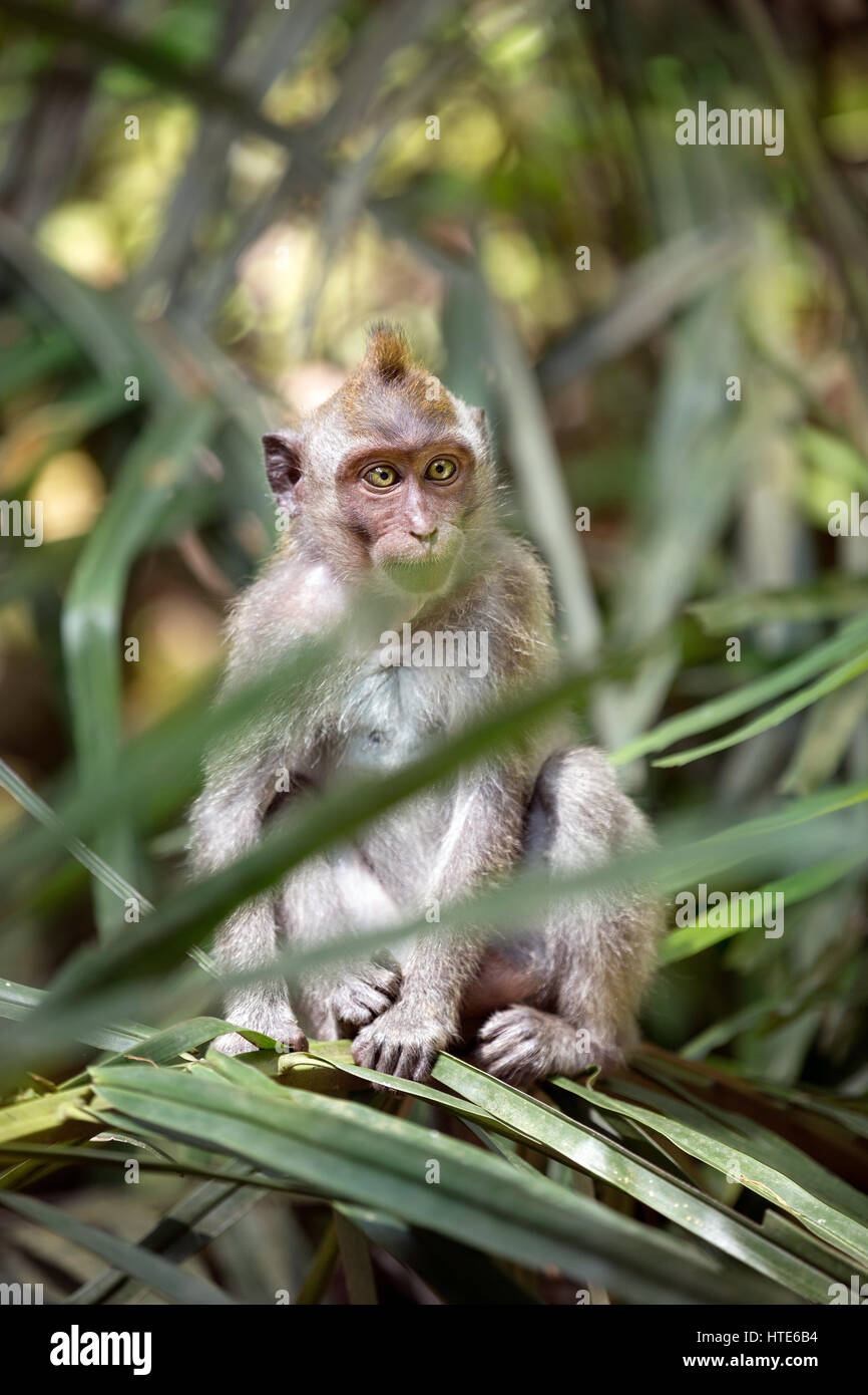 Monkey in nature, Ubud forest, Bali Stock Photo