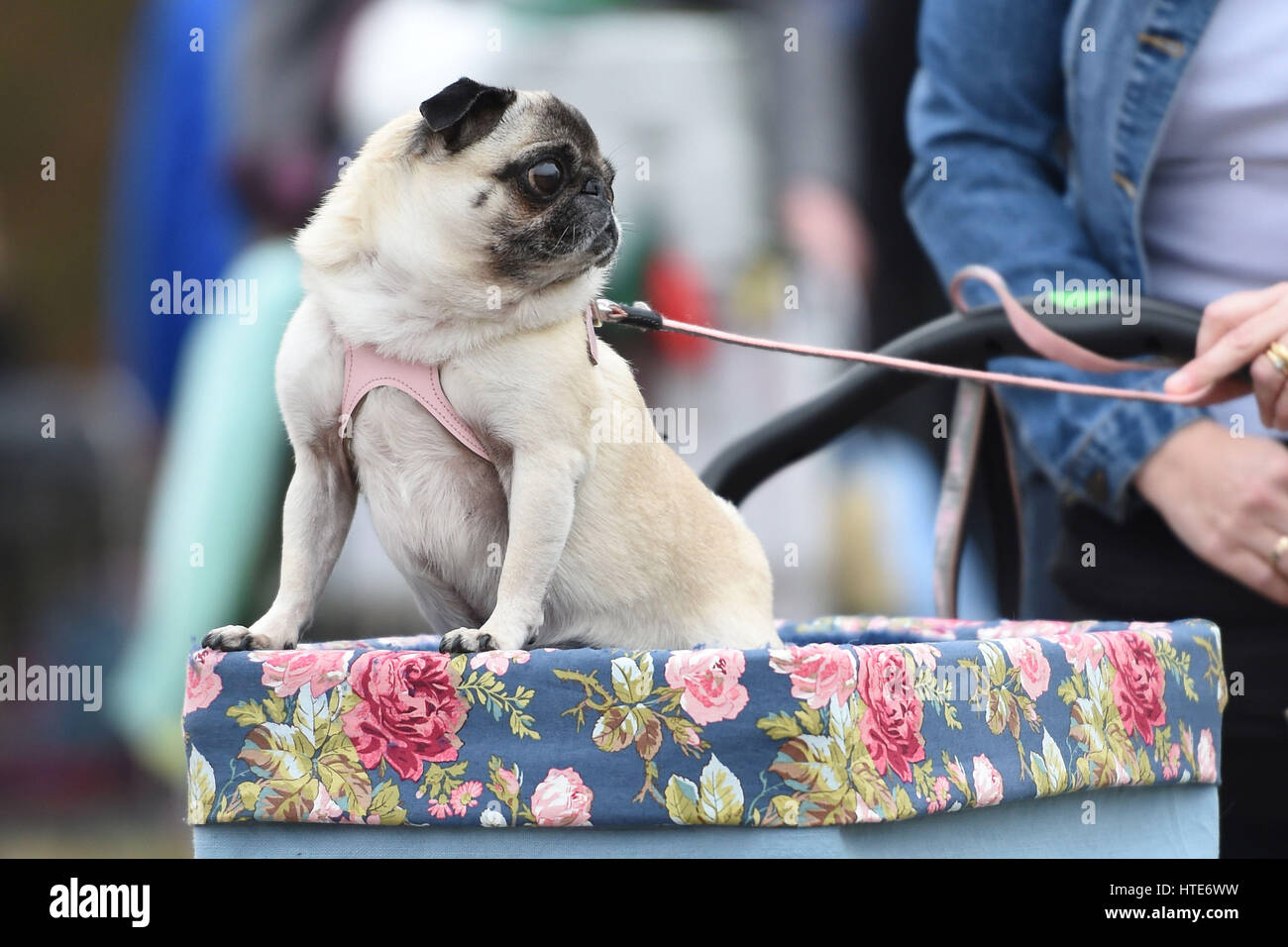 Pickle the pug arrives for day two of Crufts 2017 at the NEC in Birmingham. Stock Photo
