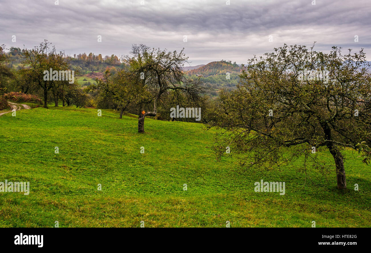 apple orchard on a grassy hillside. agricultural area in mountains