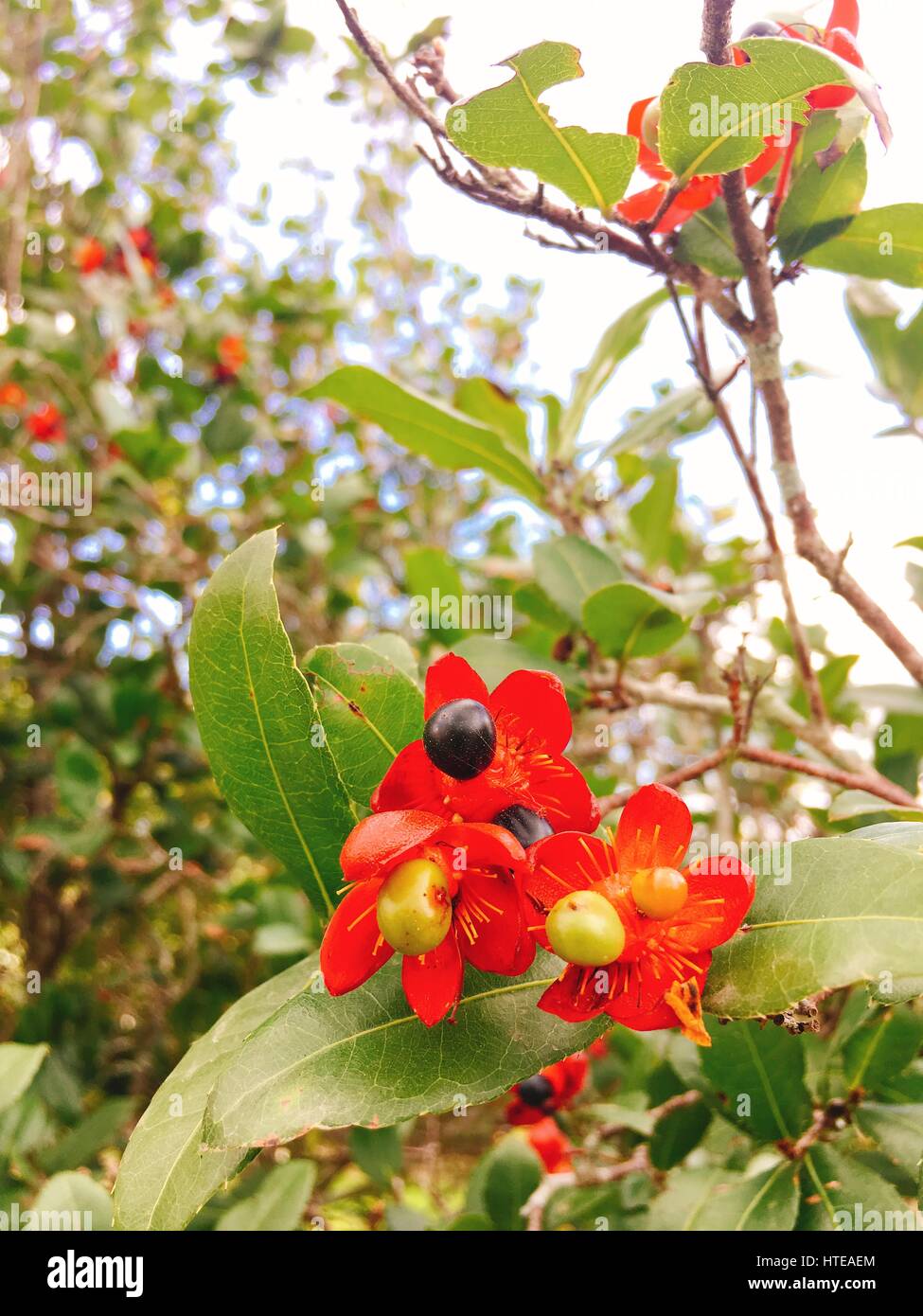 Red Apricot blossom on Tet holiday in Vietnam Stock Photo Alamy