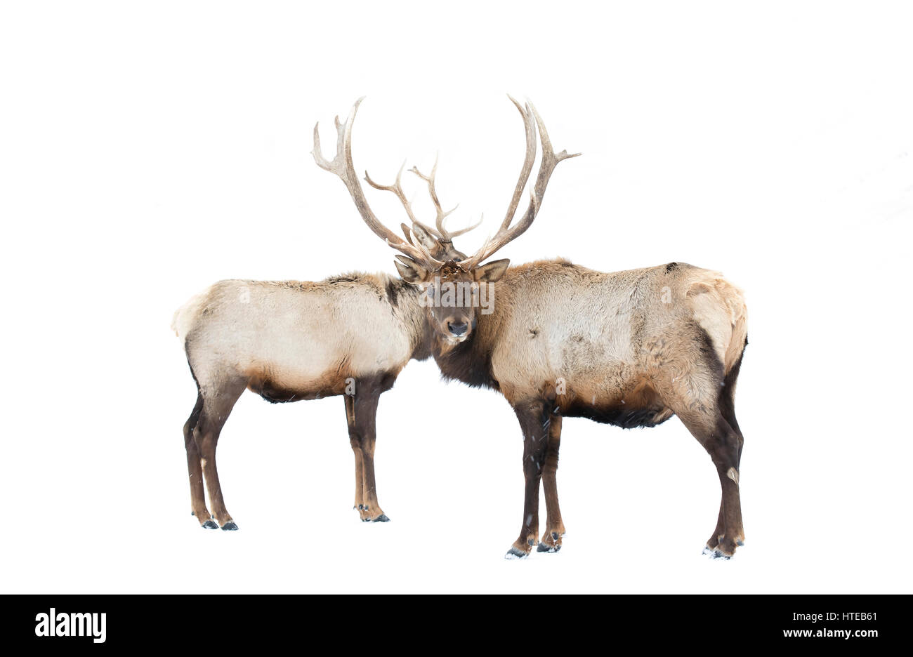 Two Elk bulls with large antlers walking in the winter snow in Canada Stock Photo