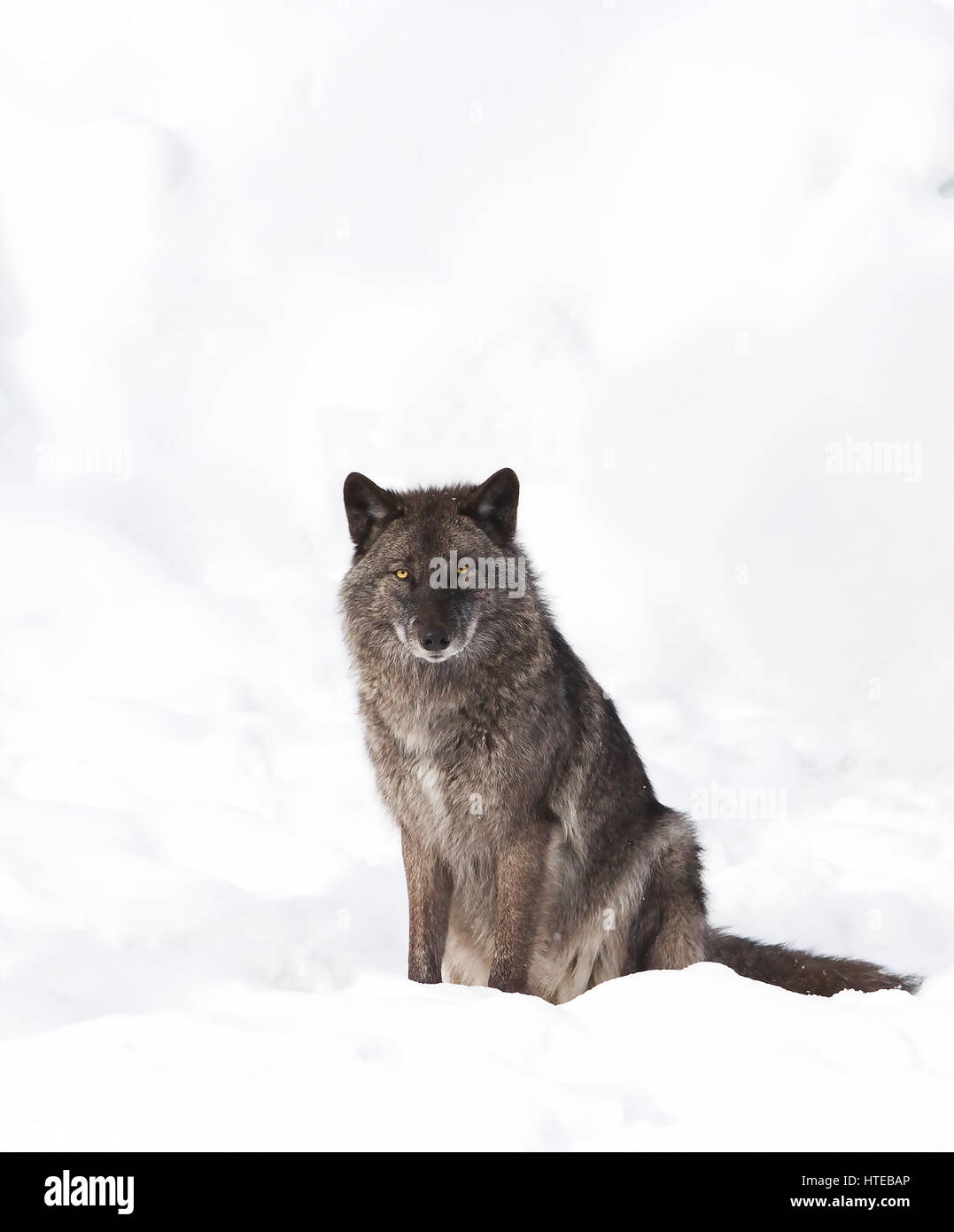 Волк который сидит. Люпус волк. Волк сидит. Волк сидит картинка. Волк сидит передом фото.