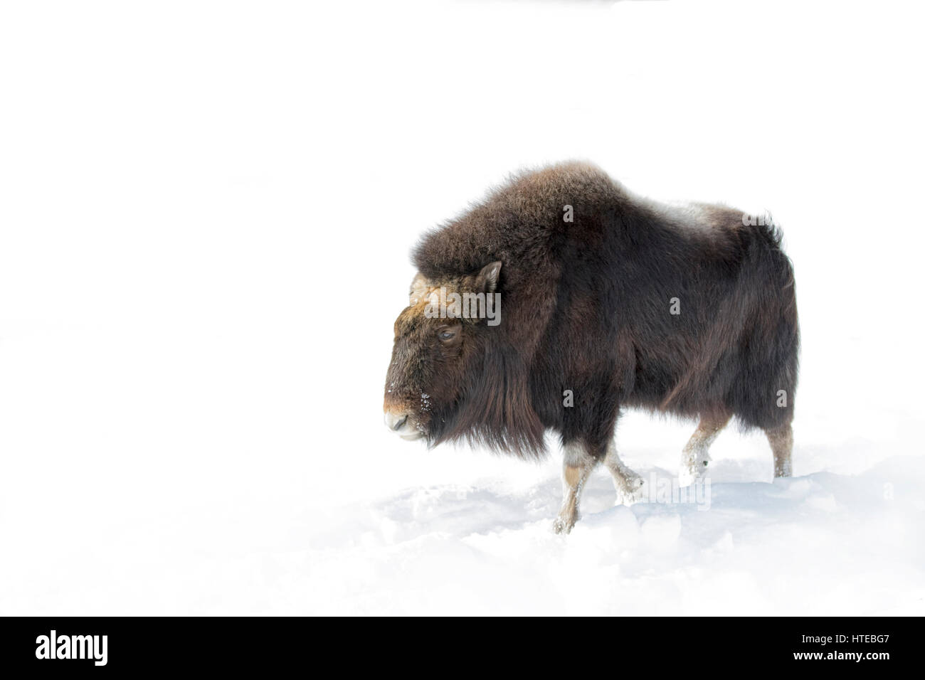 Muskox walking in the winter snow in Canada Stock Photo