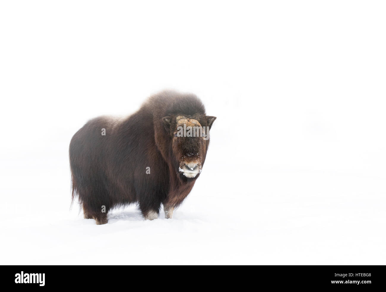 Muskox walking in the winter snow in Canada Stock Photo