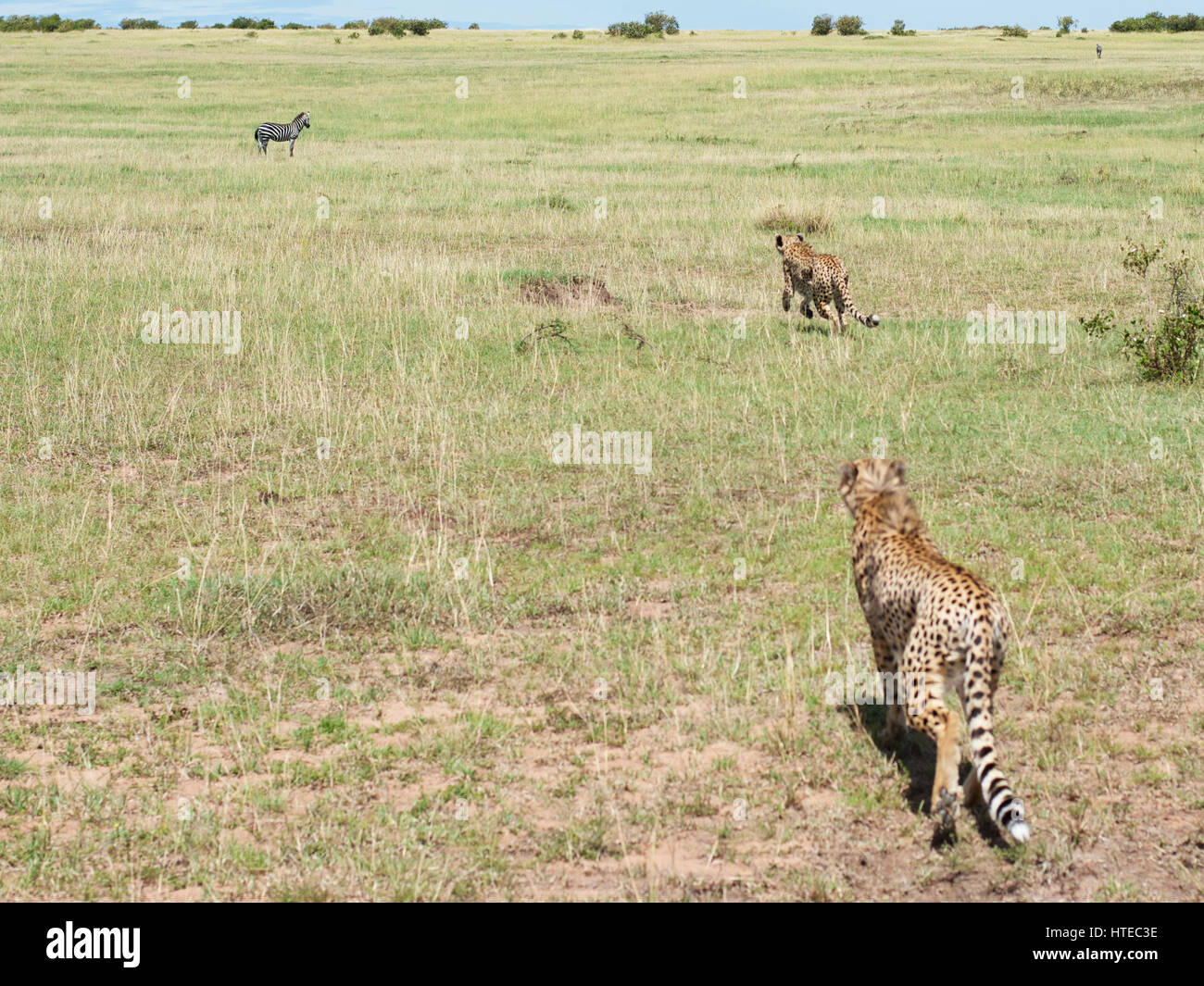 Cheetah hunting zebra hires stock photography and images Alamy