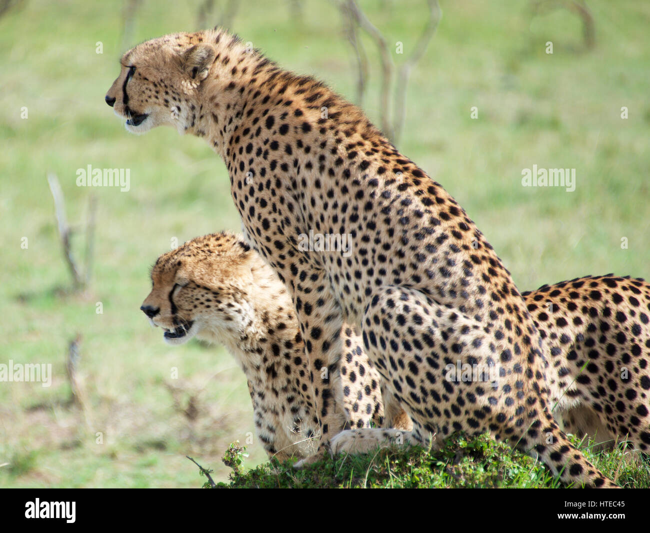 Cheetah hunting zebra hires stock photography and images Alamy