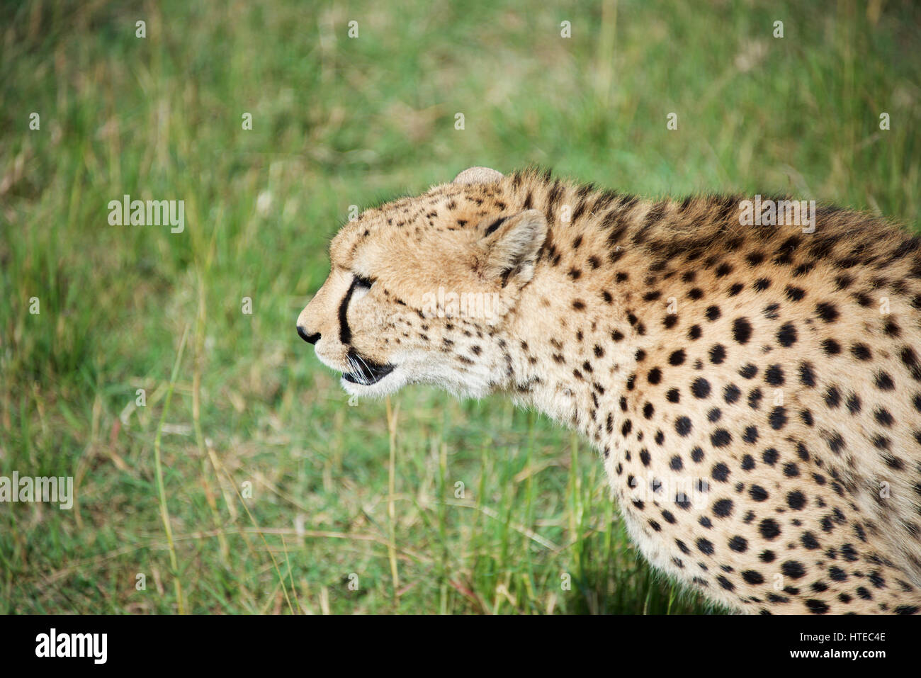 Cheetah hunting zebra hires stock photography and images Alamy