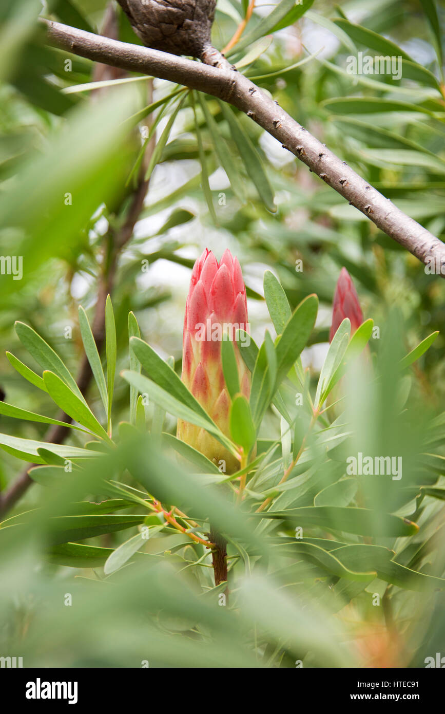 Protea Flower - the National Flower of South Africa, in Kirstenbosch, Cape Town, South Africa Stock Photo