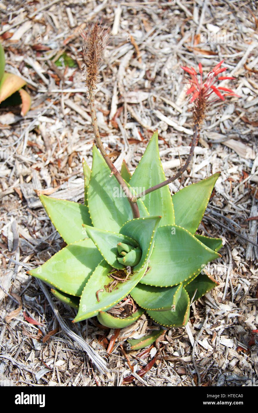 Succulent Plants at Kirstenbosch, Cape Town, South Africa Stock Photo