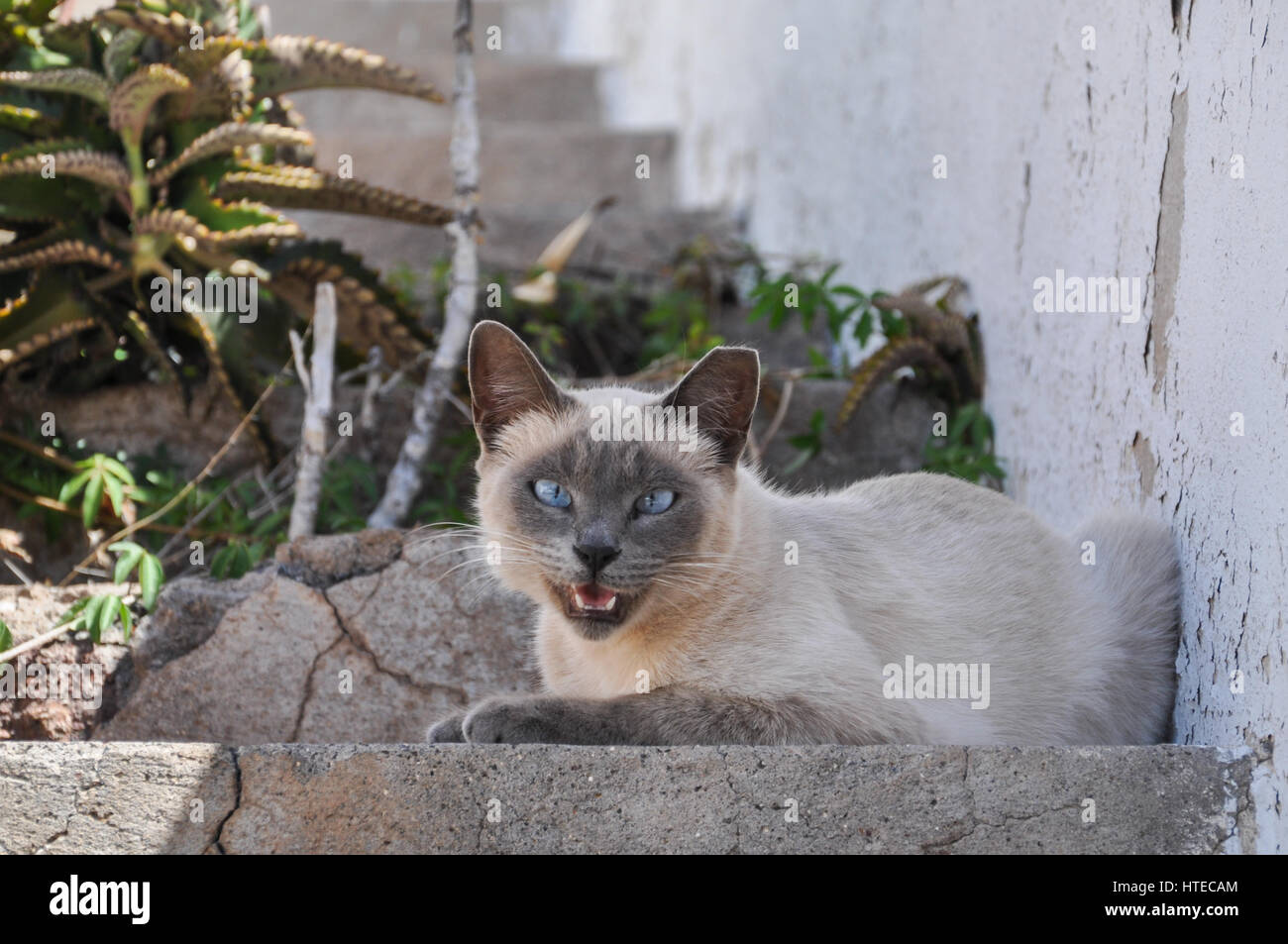 White purebred cat sitting on stairs outside Stock Photo Alamy