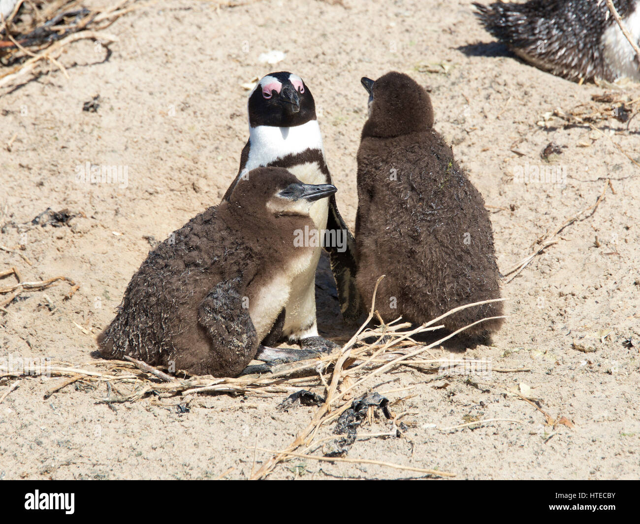 African, or Jackass penguins on Boulders Beach, Simons Town, False Bay, Cape Town, South Africa Stock Photo