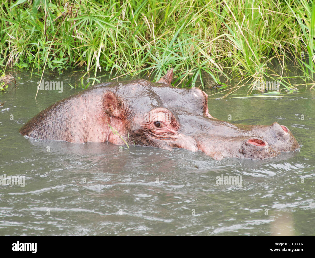 Hippopotamus in the Olare Orok River, Olare orok Conservancy, Maasai Mara, Kenya Stock Photo