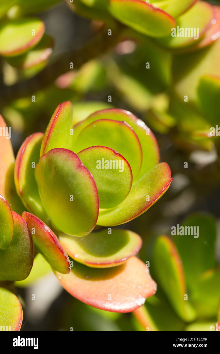 Close up of a group of leaves of the Jade plant Crassula ovata Stock