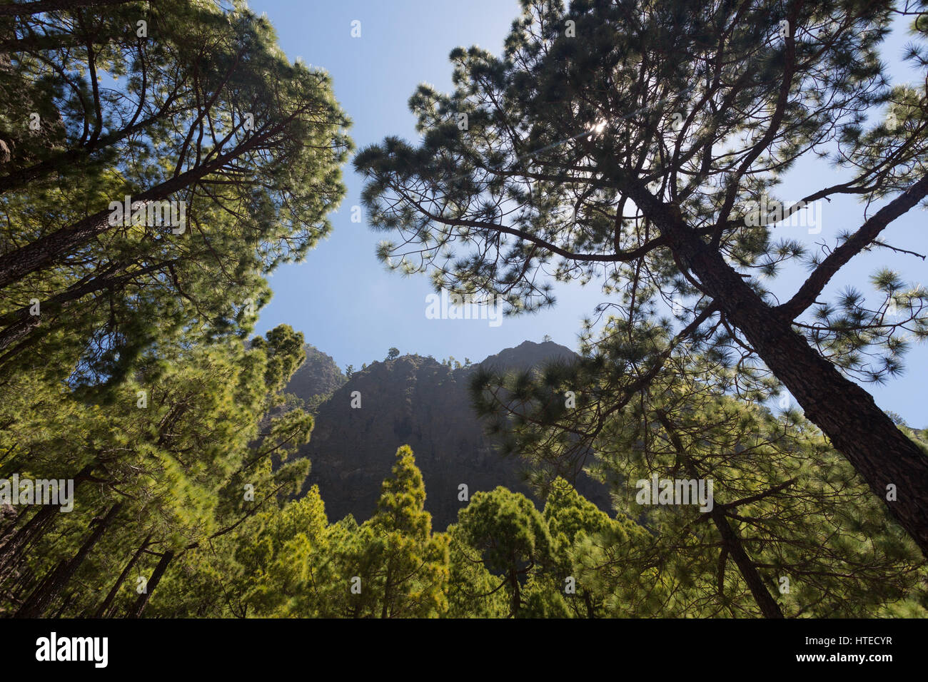 Bottom view of a Pine Tree forest - Pinus canariensis - in the Caldera de Taburiente National Park on the Canary island of La Palma in Spain, Europe. Stock Photo