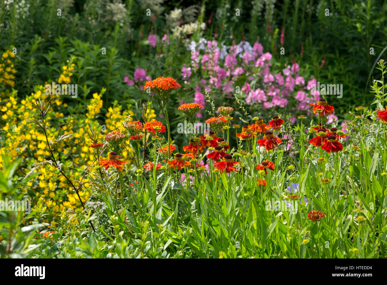 Colourful flower borders in a cottage garden style. Mixed planting of shrubs and perennials in full growth, mid July. Stock Photo