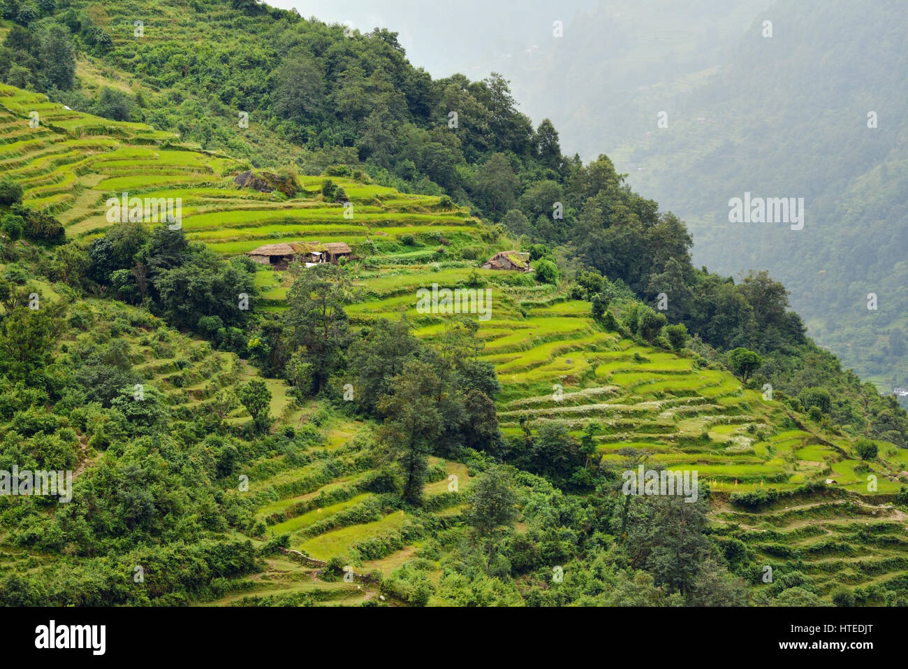 Rice fields in Nepal Stock Photo Alamy