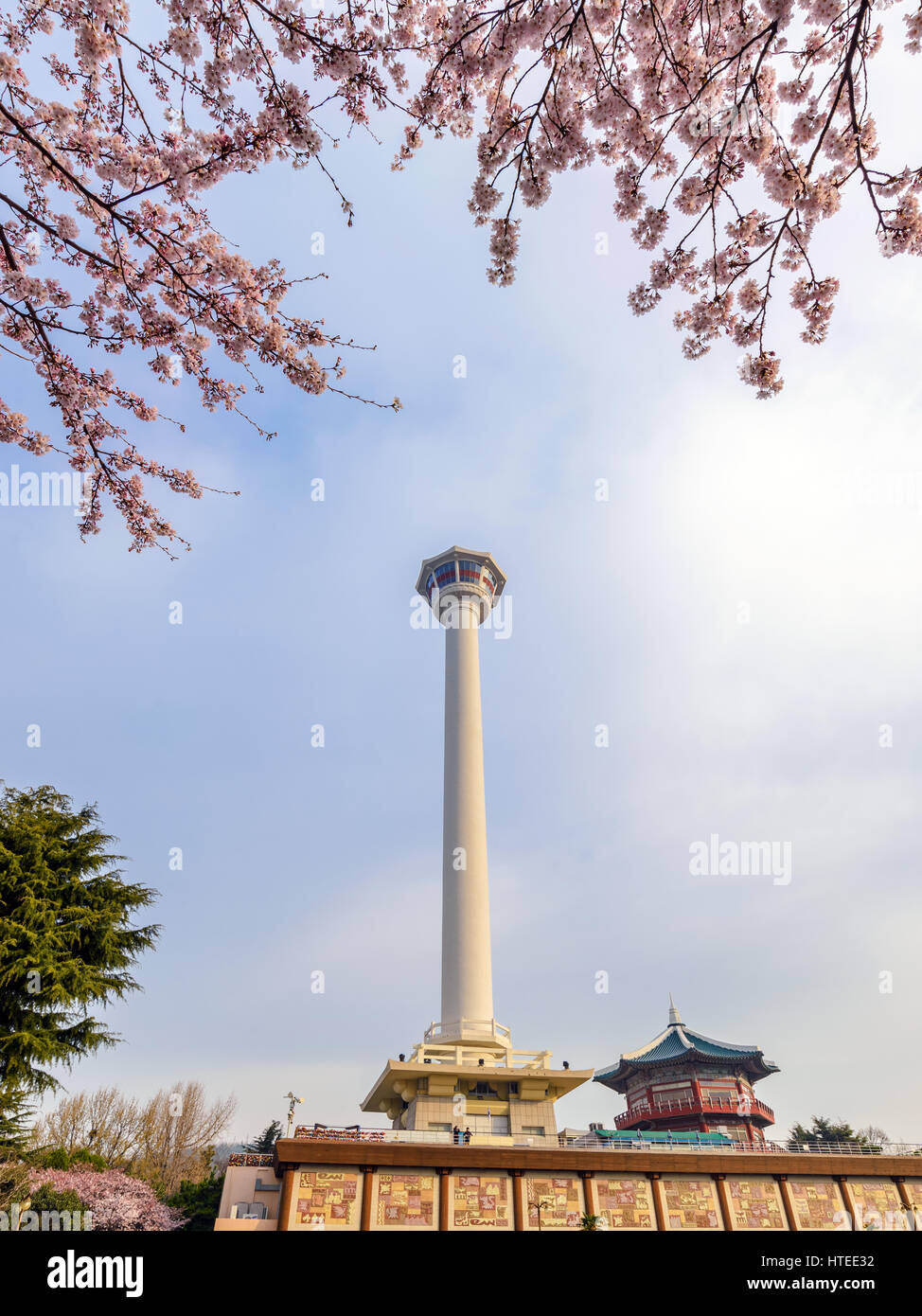 Busan Tower with spring cherry blossom, Busan, Korea Stock Photo