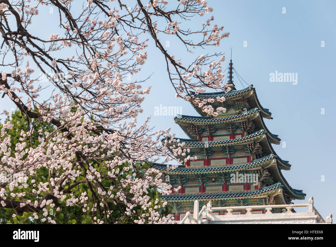 Spring Cherry blossom or sakura in Seoul, South Korea Stock Photo