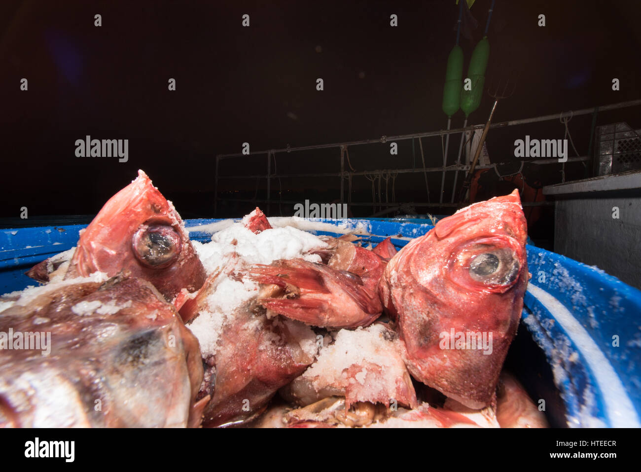 Redfish used for lobster bait Stock Photo - Alamy