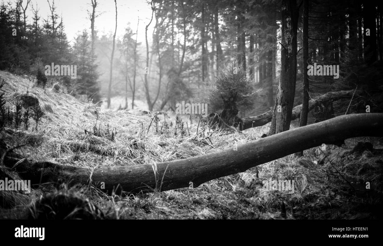 Woods in the early morning in the Sauerland, Germany Stock Photo