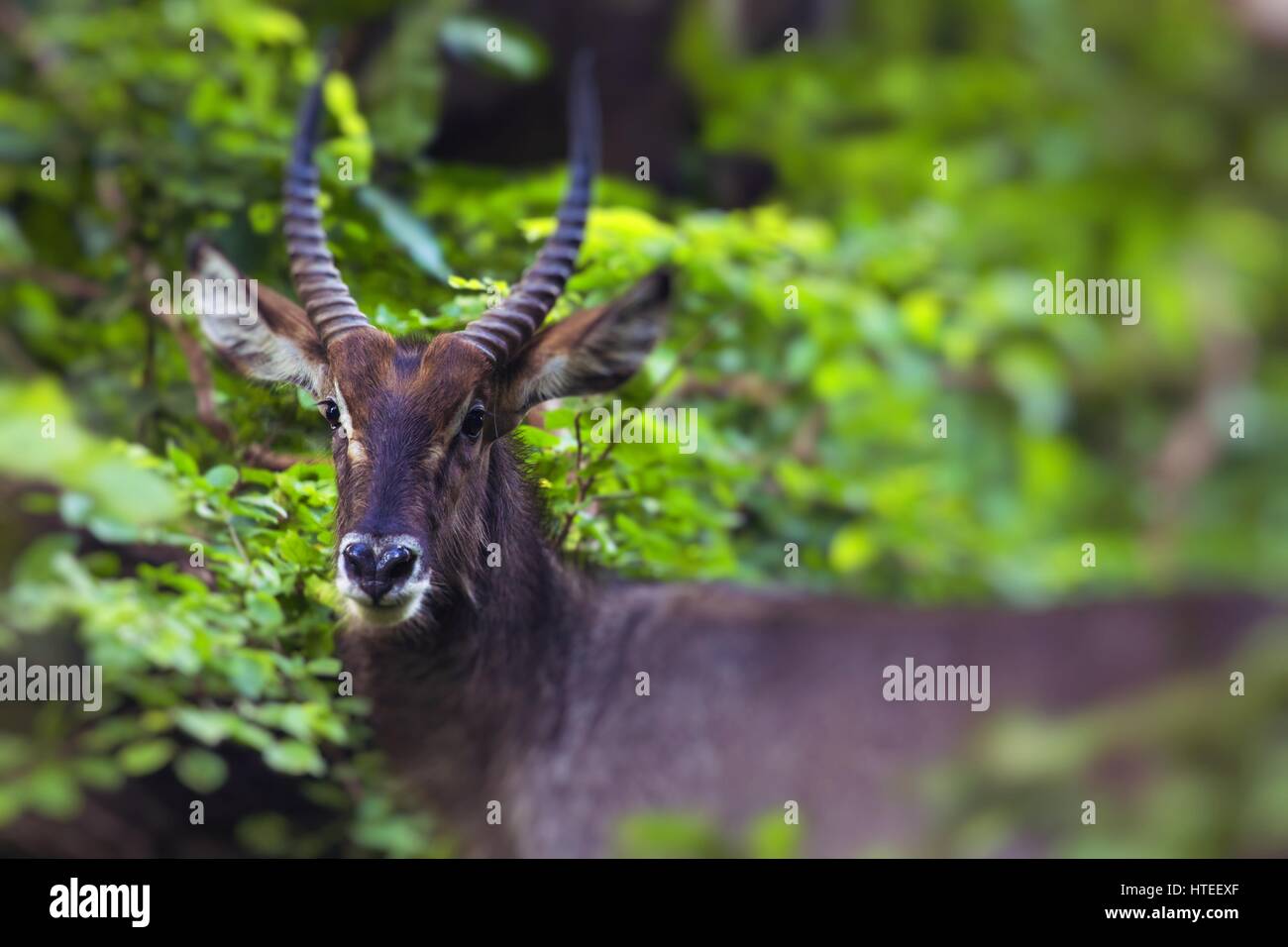 Standing gazelle in plain hi-res stock photography and images - Alamy