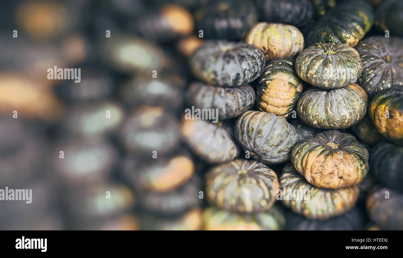 Green pumpkin vegetable of agriculture harvesting Stock Photo - Alamy