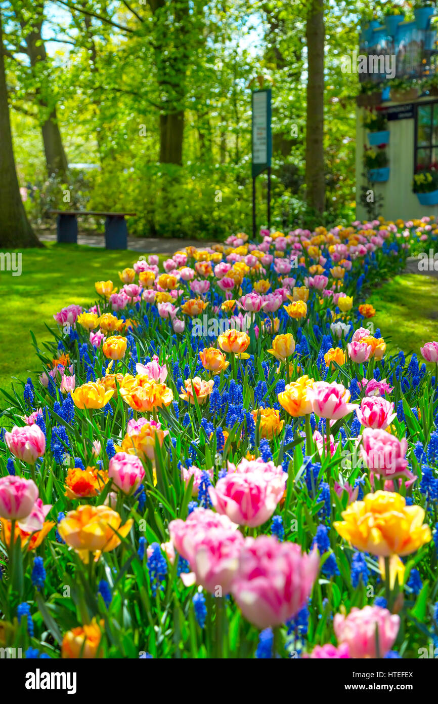 Keukenhof park in netherlands hi-res stock photography and images - Alamy