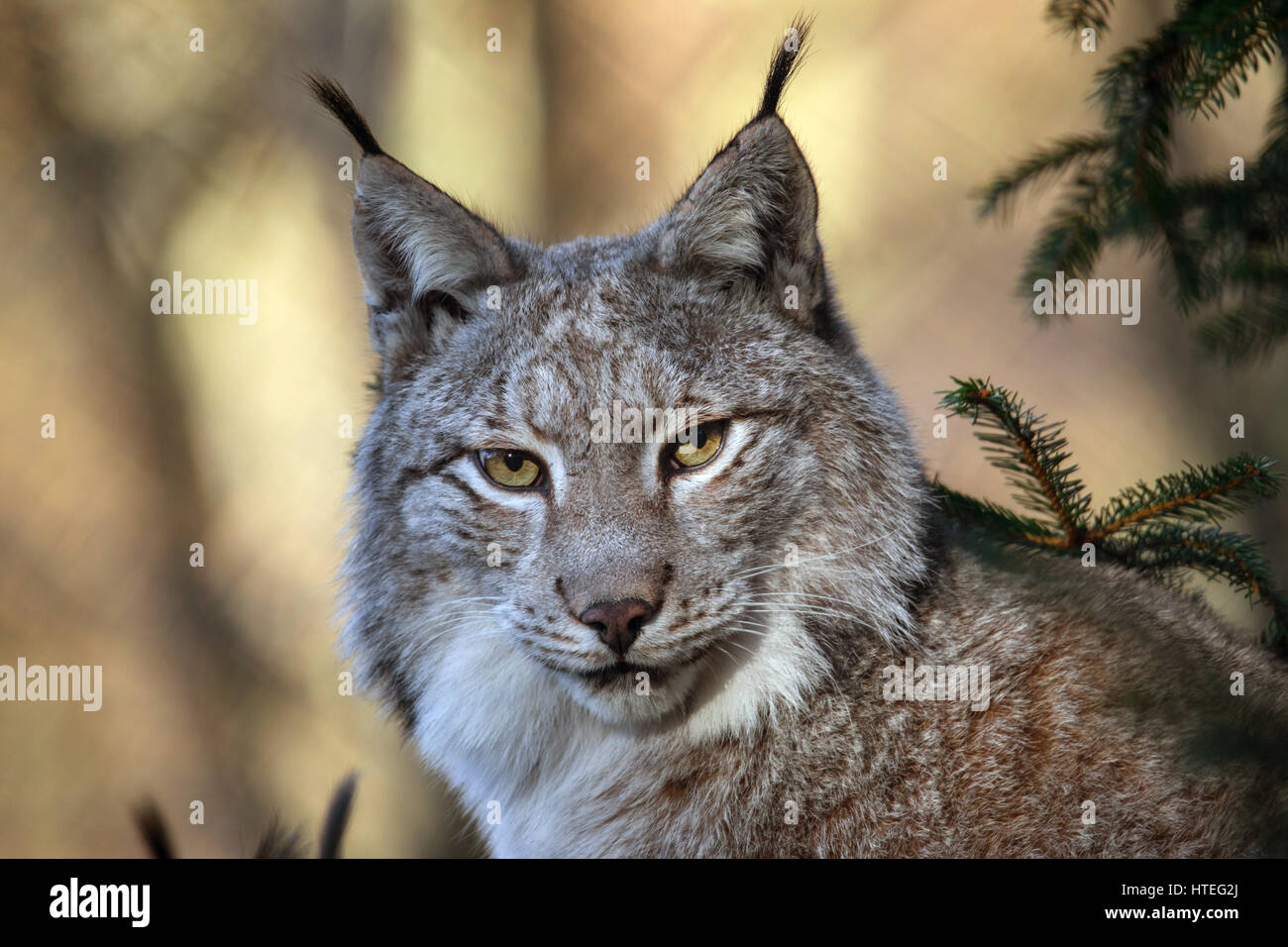 Eurasian lynx (Lynx lynx), portrait, captive, North Rhine-Westphalia, Germany Stock Photo