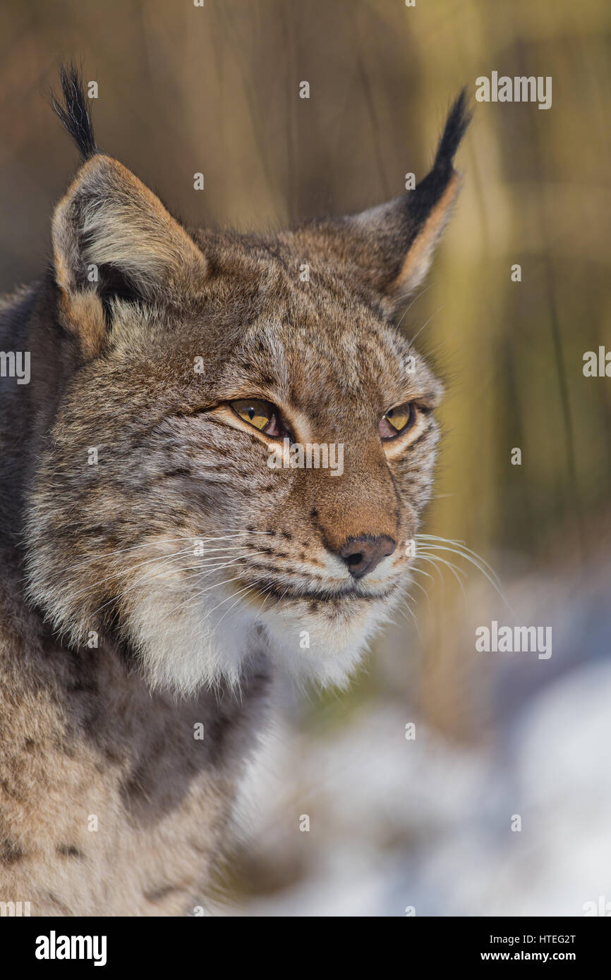 Eurasian lynx (Lynx lynx), portrait, captive, North Rhine-Westphalia, Germany Stock Photo