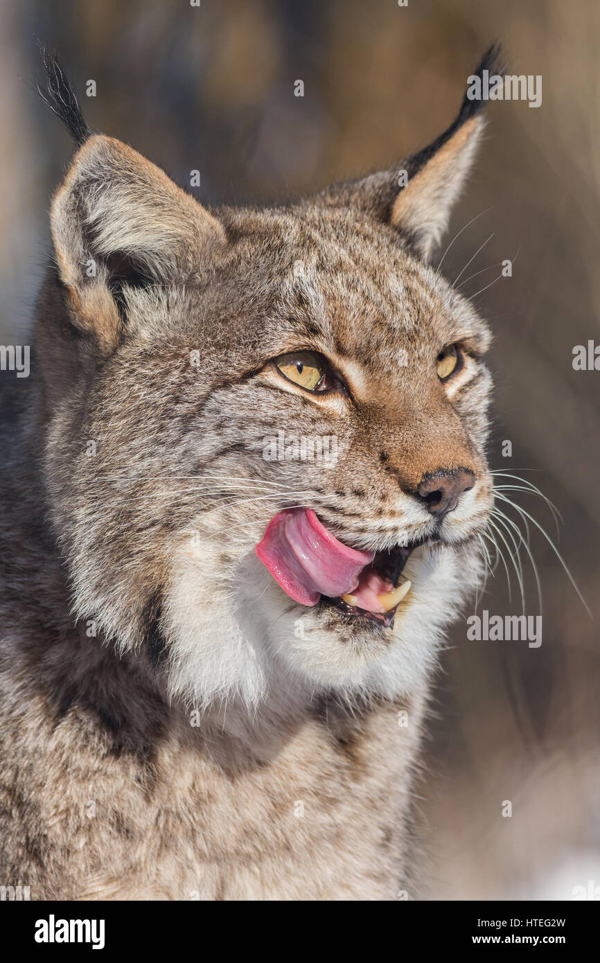 Eurasian lynx (Lynx lynx), portrait, licking its mouth, captive, North Rhine-Westphalia, Germany Stock Photo