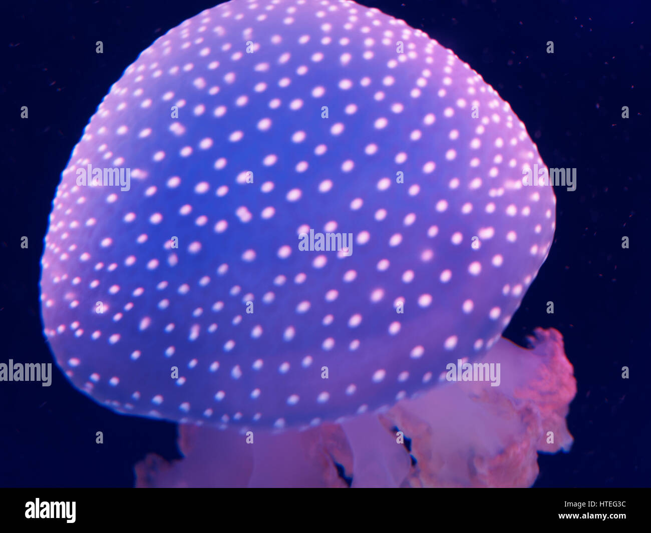 White-spotted Jellyfish (Phyllorhiza punctata) Stock Photo