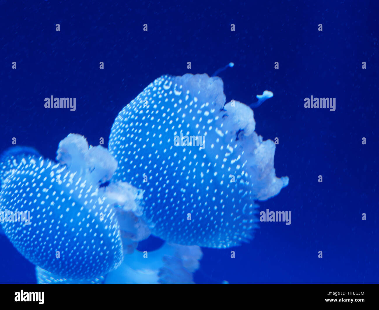 White-spotted Jellyfish (Phyllorhiza punctata) Stock Photo