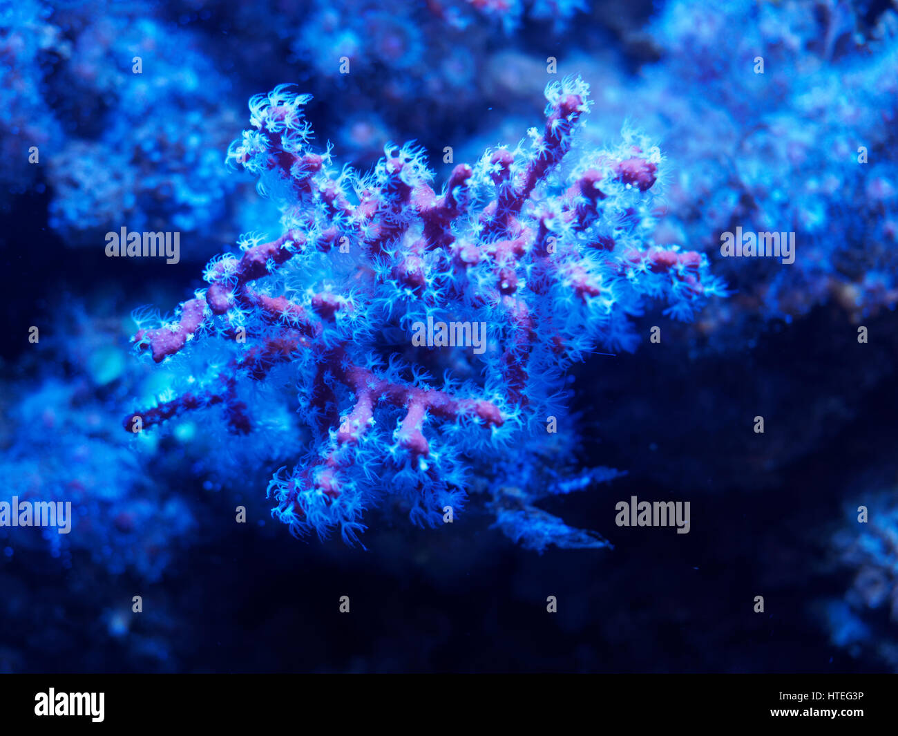 Cnidaria, Mediterranean red coral, (Corallium rubrum), with white polyps Stock Photo