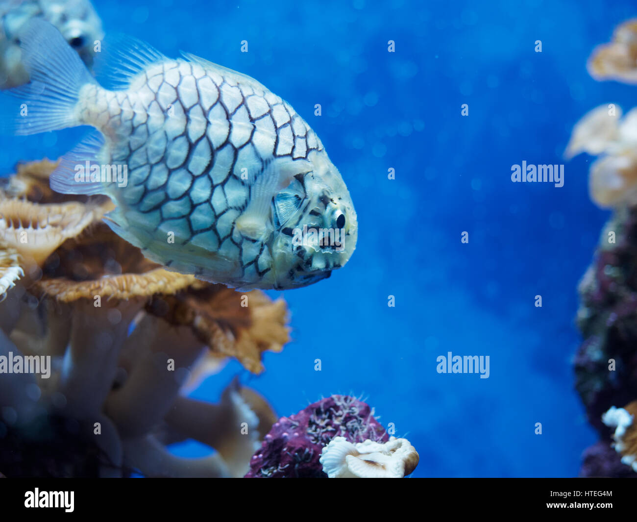 Australian Pineapplefish Cleidopus gloriamaris in Monaco aquarium Stock Photo